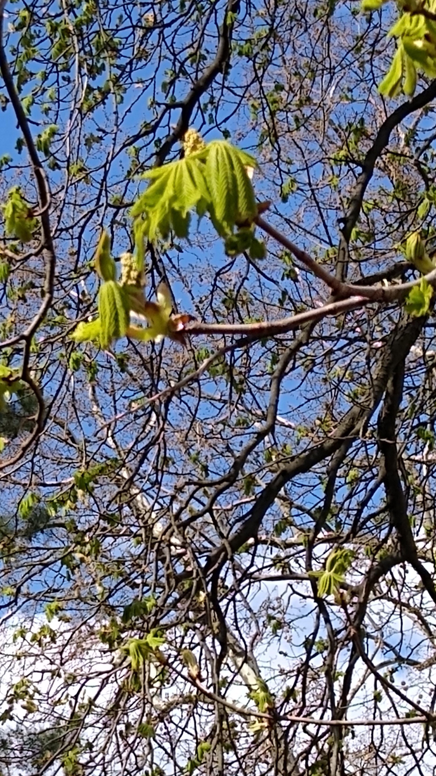 livebirdspoland_2bde3923d79a4ea78db9942fde334696.jpg