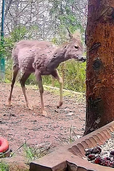 livebirdspoland_88005c77493fb10deecf8e86bf326573.jpg