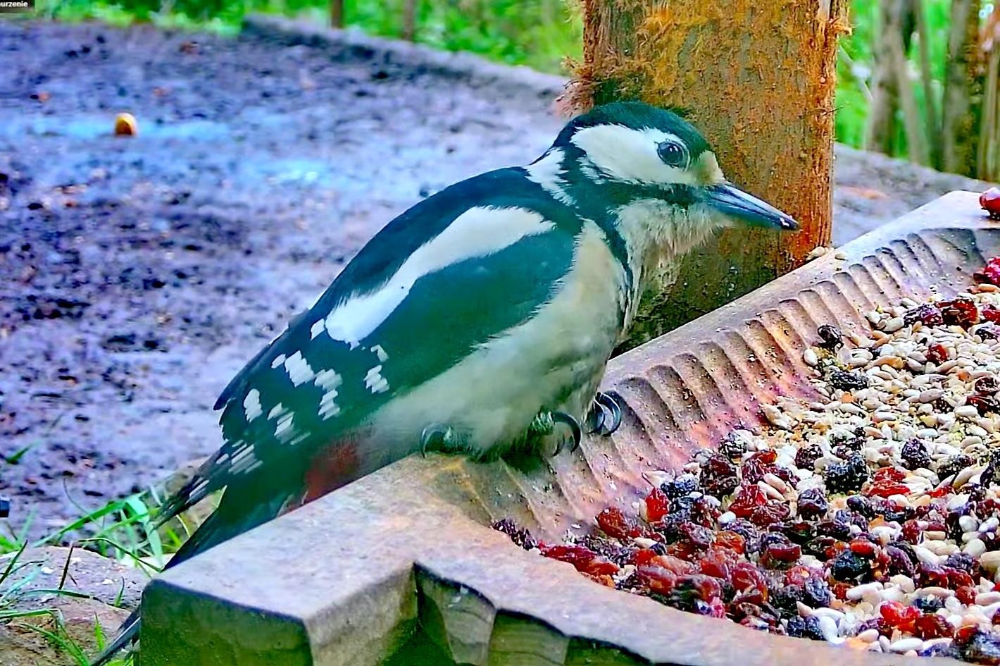 livebirdspoland_92629fb09624902ca0dd334a3c0e8814.jpg