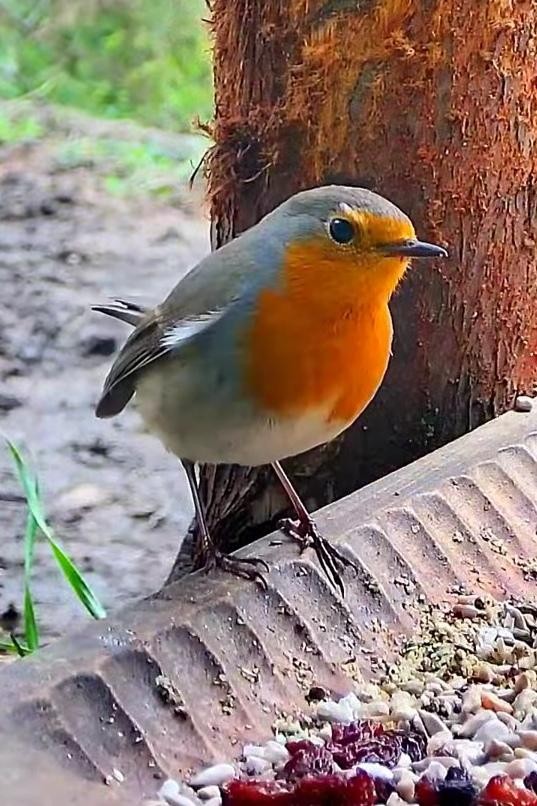 livebirdspoland_34db94535172c775d320793a7027d44c.jpg