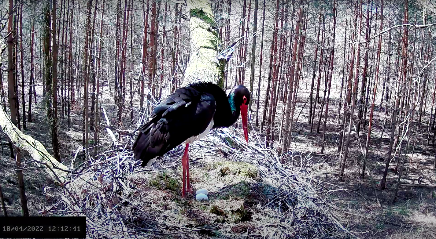 livebirdspoland_4ae517a9dfca9d923603a57e9fa9a434.png