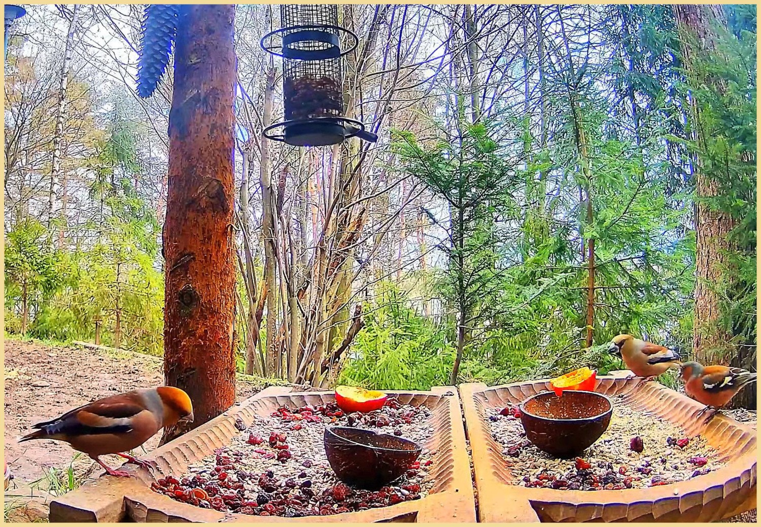 livebirdspoland_898617dca2b80748467b560a5d462035.jpg