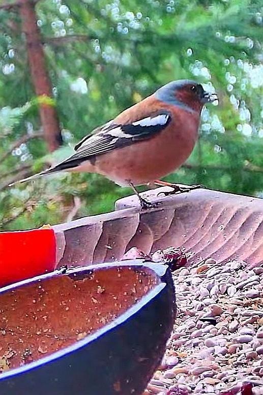 livebirdspoland_981a7acd22ec9d8cf13d8b2ca68fd89c.jpg