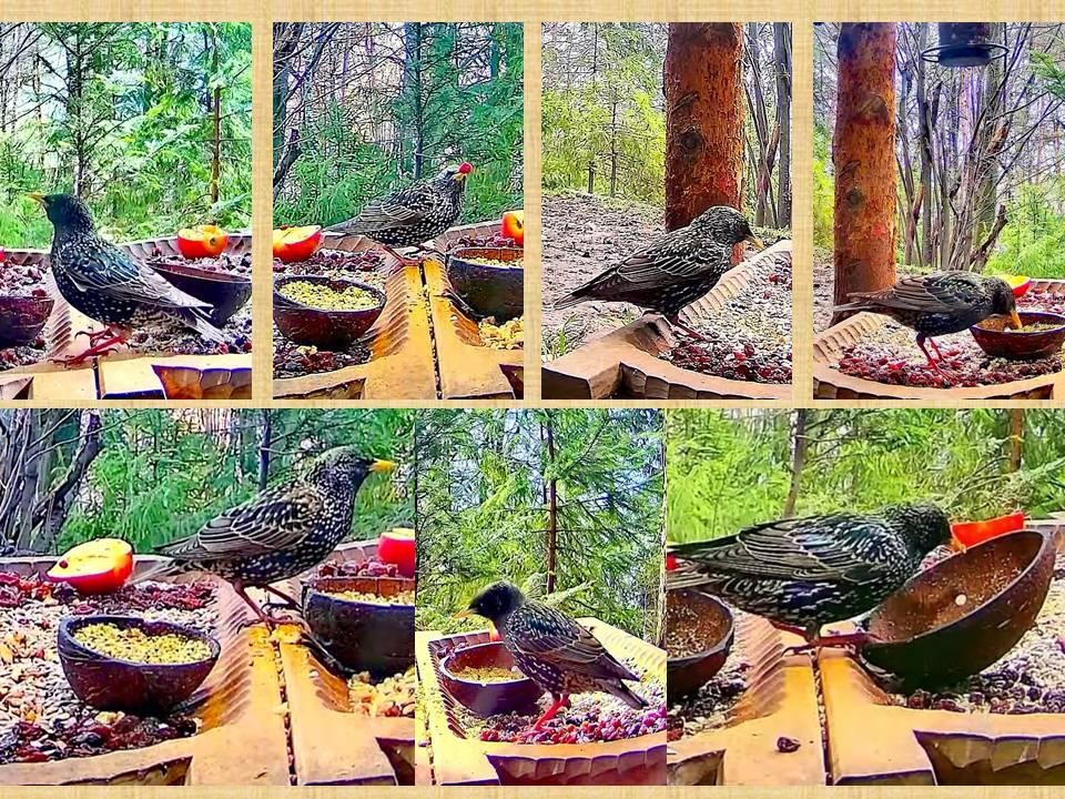 livebirdspoland_a2de30e63c6bef7cd244345fcfa40e2a.jpg
