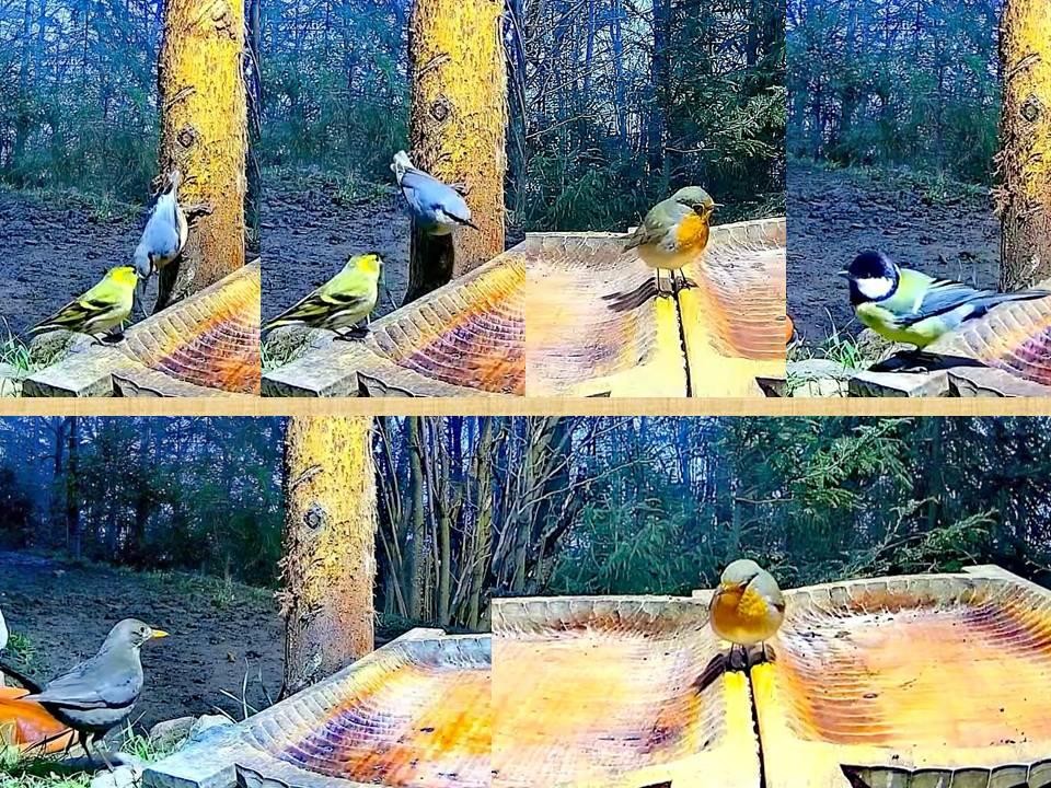 livebirdspoland_f4a1bcf697382ad38d7e2374d8f41ec0.jpg