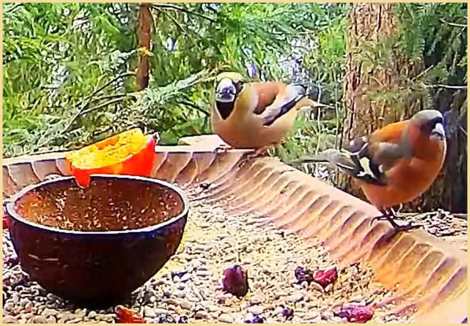 livebirdspoland_088b51250018cc1b9dfedee8128110f7.jpg