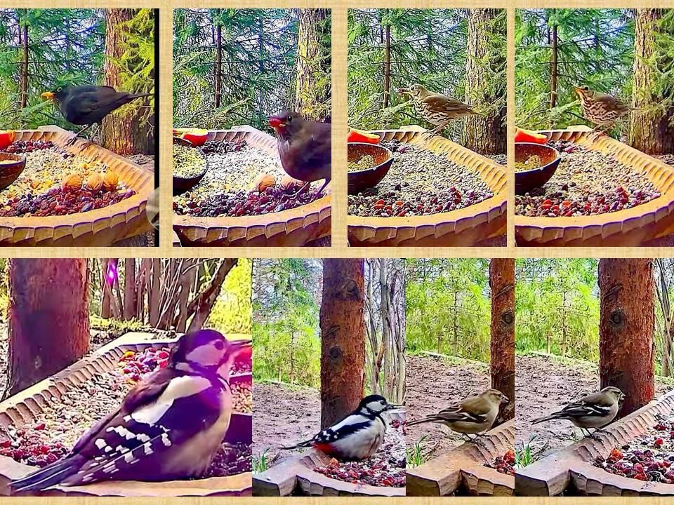 livebirdspoland_e13a2ffdc2da06b3f3a5a18374e940a8.jpg