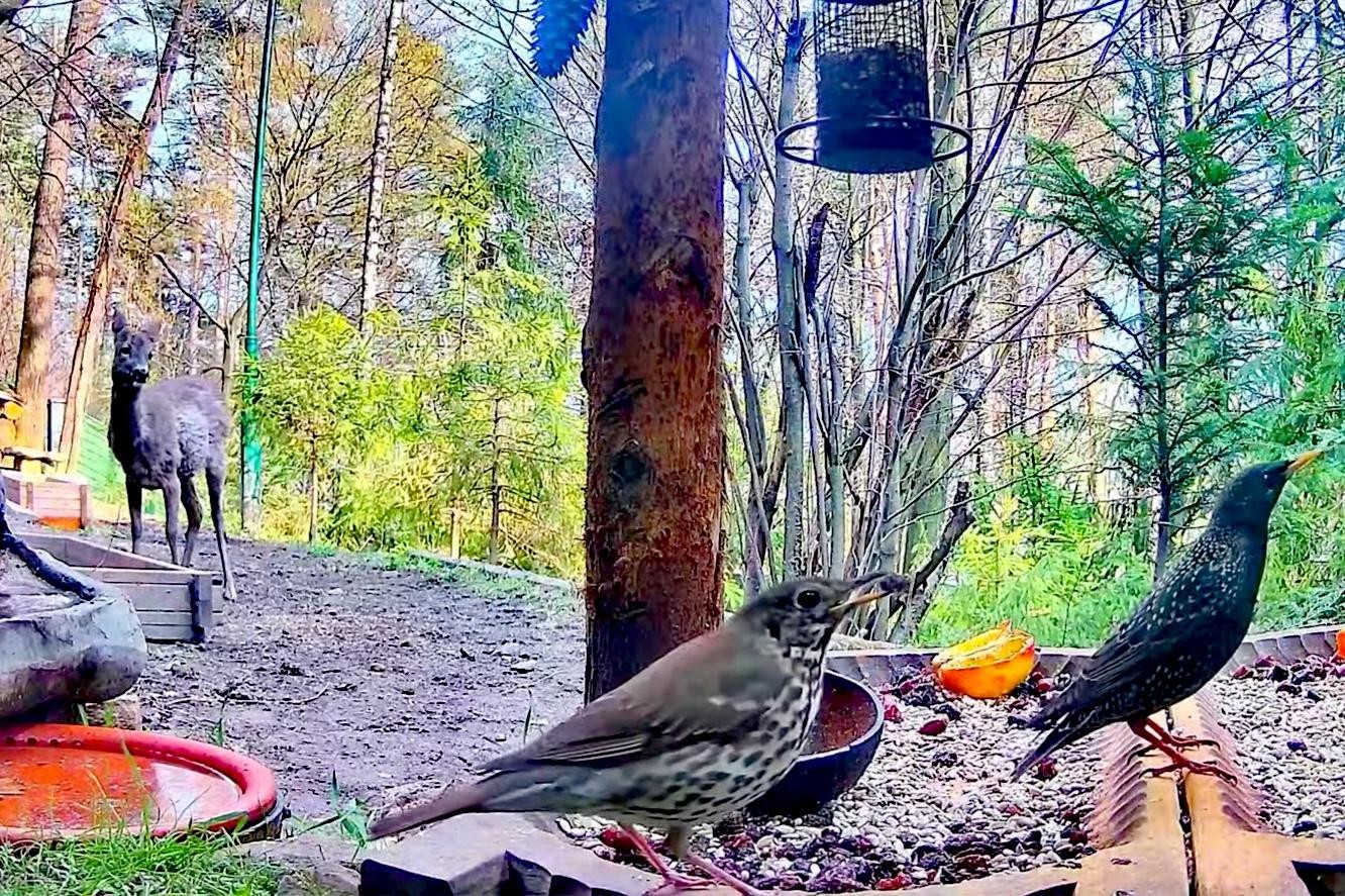 livebirdspoland_de2ac58f004e9281134f75f0edd4c028.jpg