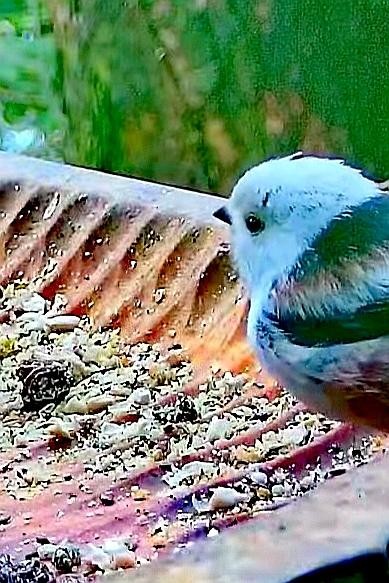 livebirdspoland_103ea995c691d81cdfa18903a4cd1857.jpg