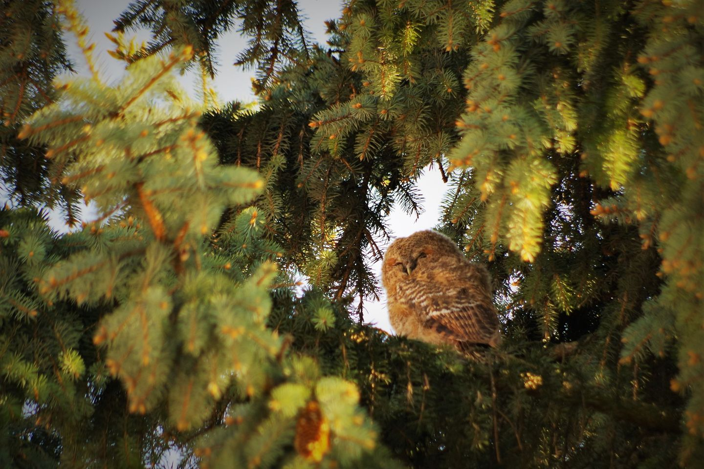 livebirdspoland_9cbbbde5248d270e102f2dbc72b2d472.png