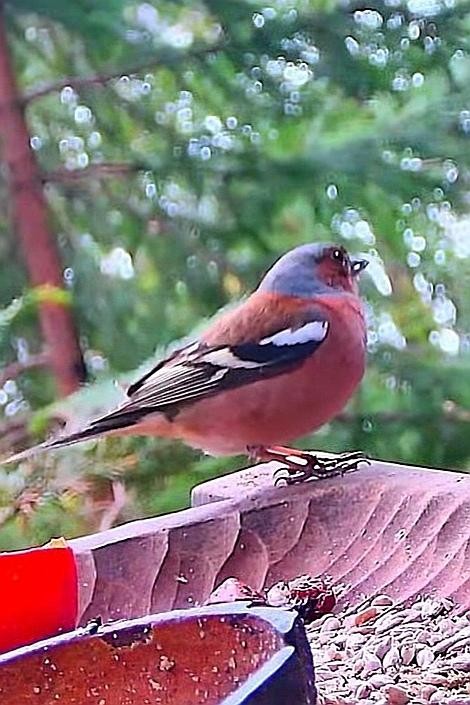 livebirdspoland_134406bf311e85c929d844041522e43b.jpg