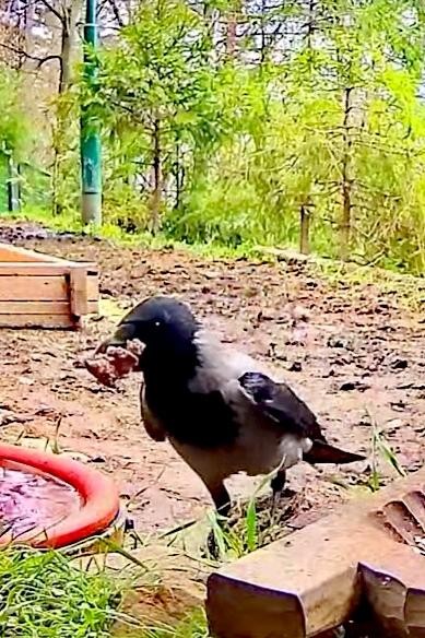 livebirdspoland_b6b9eb37151584b98fae72822f3b3051.jpg