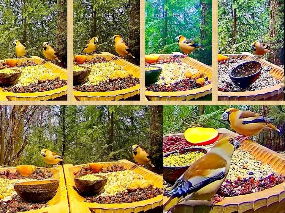 livebirdspoland_ab8a75ece13979fa6eca97d566eb44a4.jpg