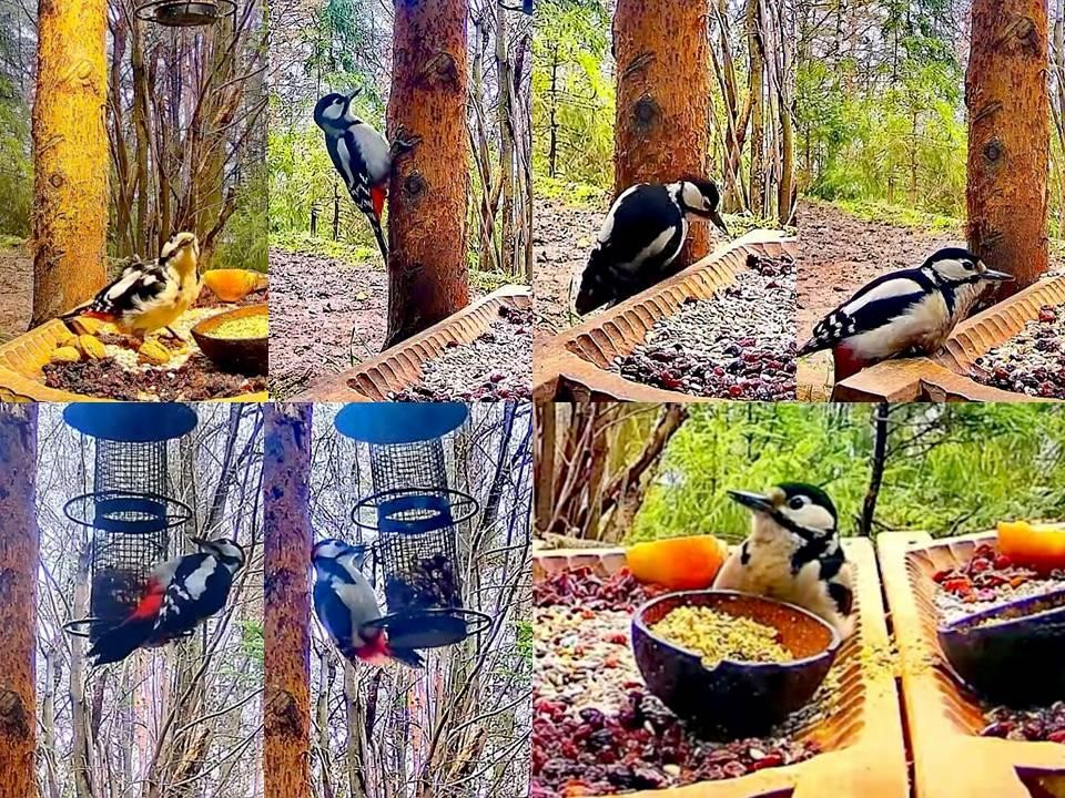 livebirdspoland_d5b0e5bc00d0f2674fbc3313855b2678.jpg