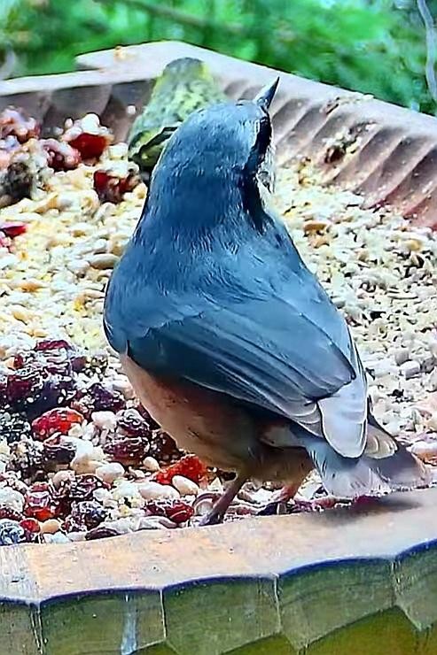 livebirdspoland_d16e1560ffb9b42902bda0304ae0cb30.jpg
