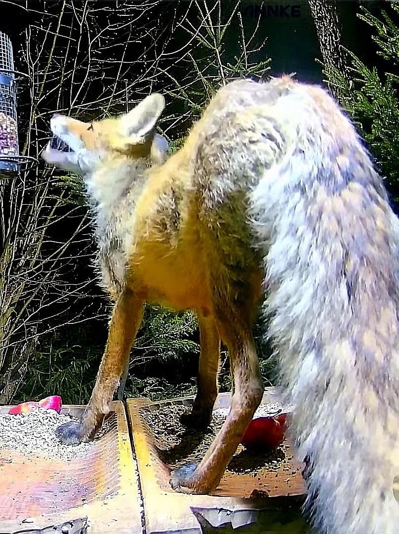 livebirdspoland_7e20d1f9a0712006000e597ca3e2f5df.jpg