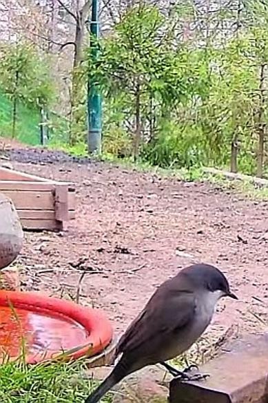 livebirdspoland_66b35f8ceceddd75df436d5be3b8f724.jpg