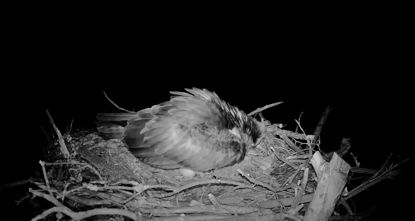 livebirdspoland_9b2901f259fdd98bb3f21f486c587a96.png