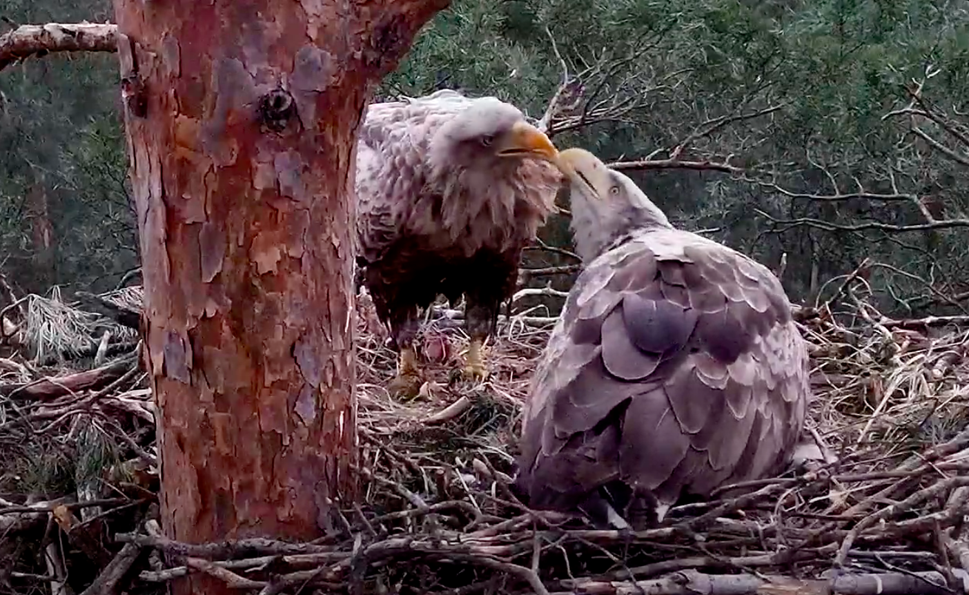 livebirdspoland_37aae80701e6d48cc302b33623c16faa.png