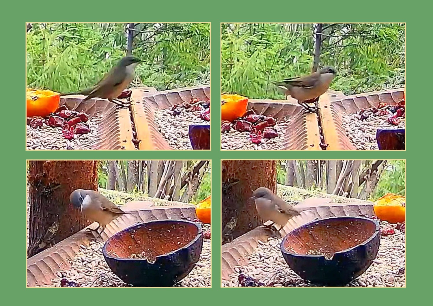 livebirdspoland_d75a6d84b09f0f61767b5f4af1f6cf23.jpg