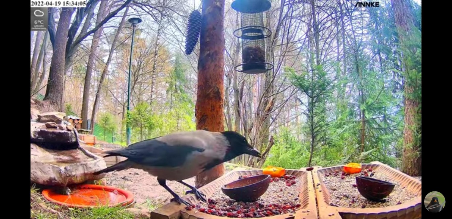 livebirdspoland_b1ce854f1b6494d243094d076c8513aa.jpg