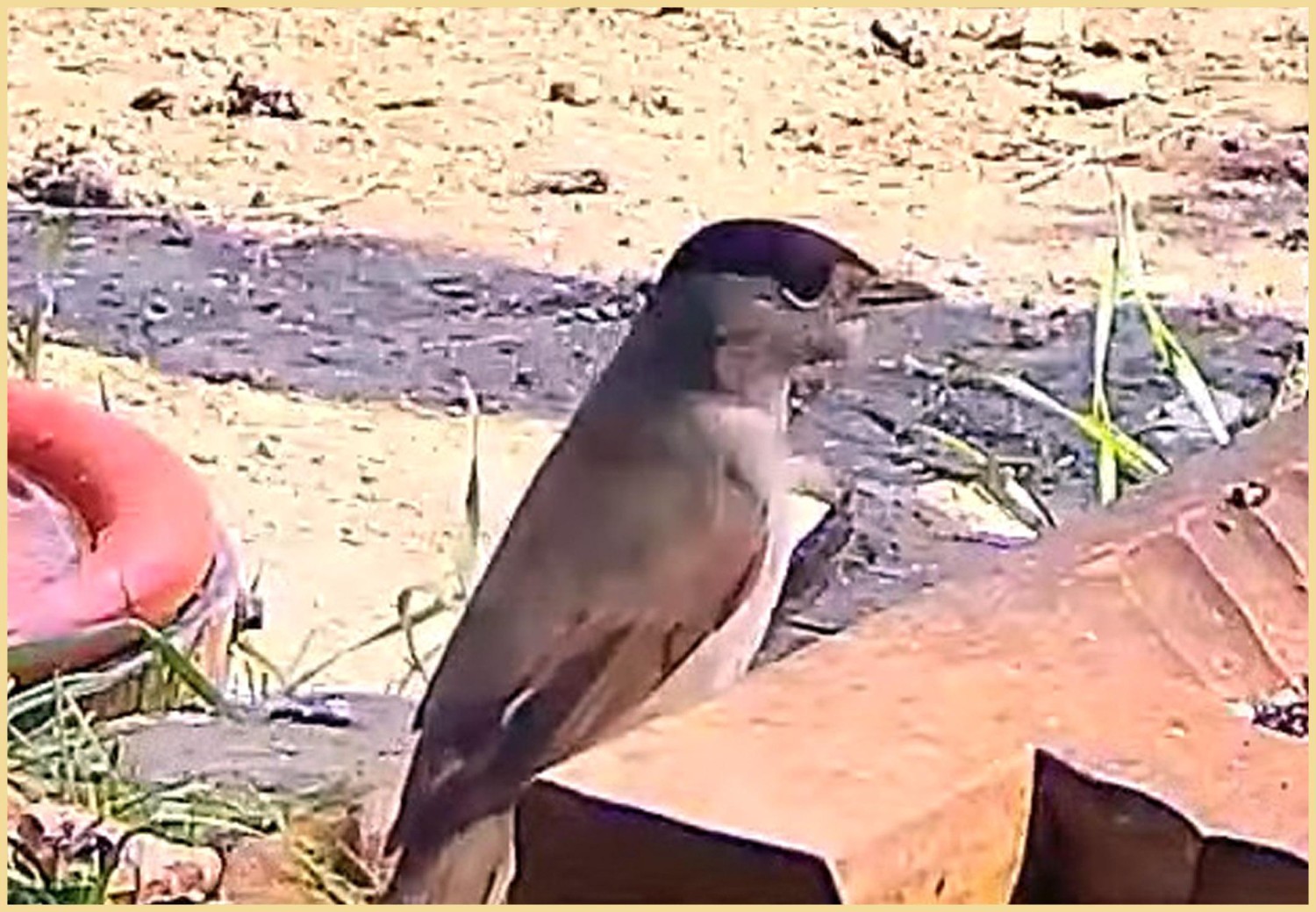 livebirdspoland_038838b8801933af0f015012c4f56951.jpg