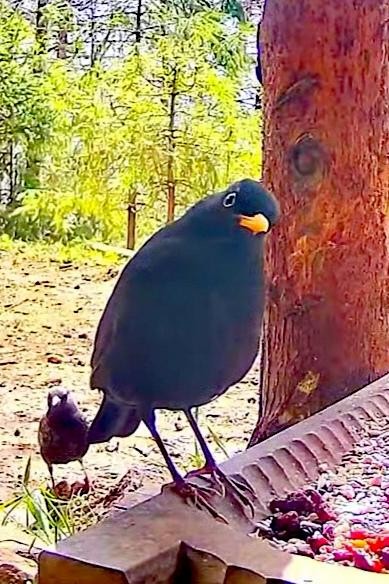 livebirdspoland_42fd40a6b901163768fb6f648af70d32.jpg
