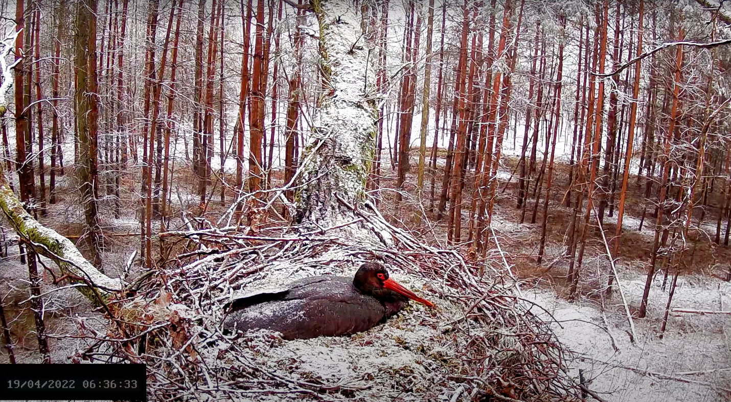 livebirdspoland_c8512f8dc89ecffd0e425f660390d8f8.png