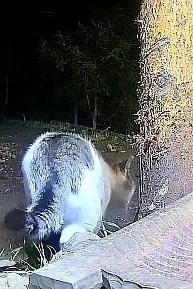 livebirdspoland_b8b7b940a0c08ff9dda8580c6b2f4c72.jpg