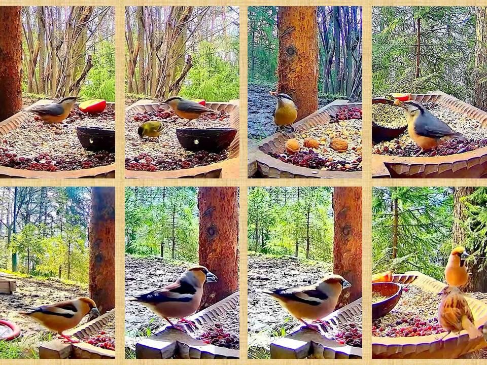 livebirdspoland_32ab90e3af9b8ed7466cc2c704ff5a96.jpg