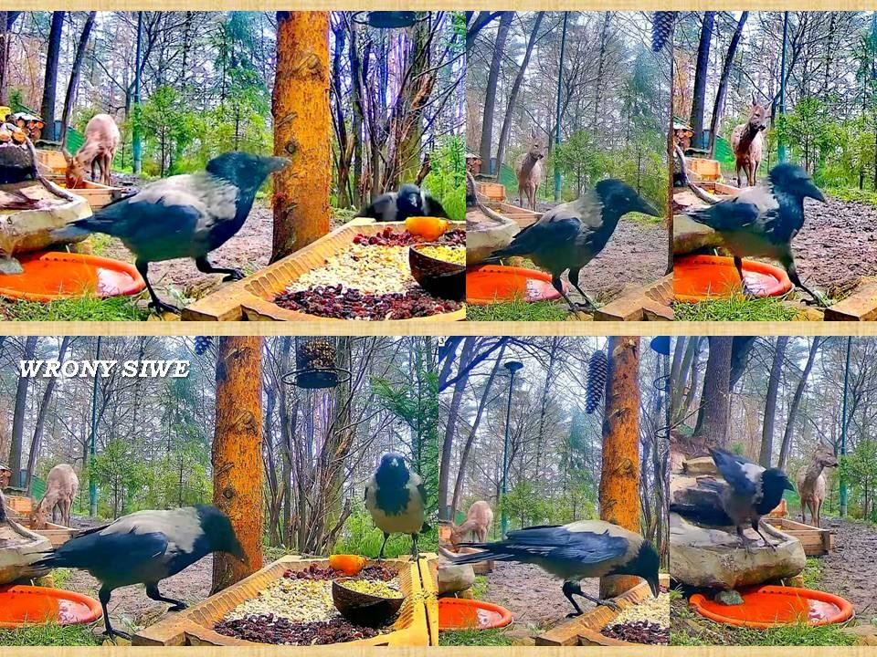 livebirdspoland_7b079128868f958fd50441b91895f92c.jpg