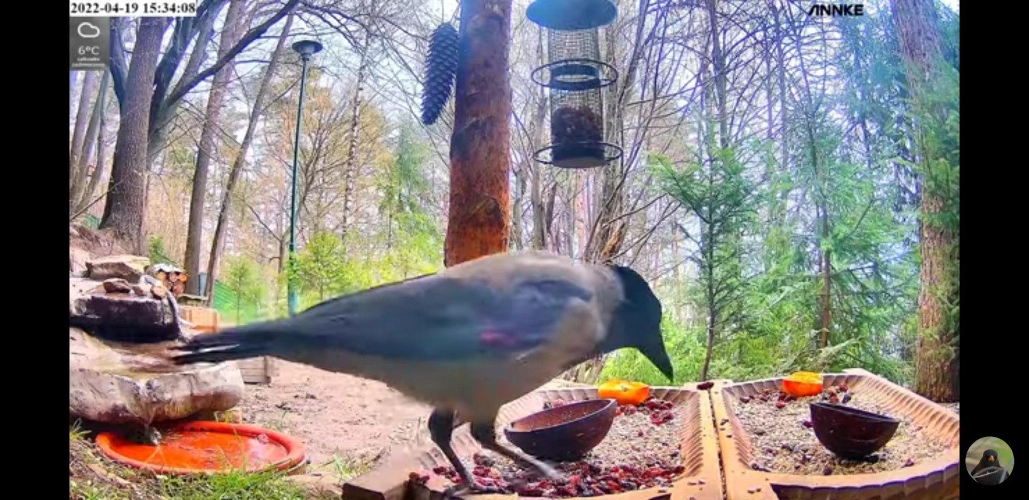 livebirdspoland_9b6d9533622b5d60d6af7c3d78854fdc.jpg