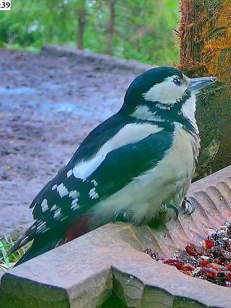 livebirdspoland_f2bc9f016eb11ec340dfb16b7a058ea6.jpg