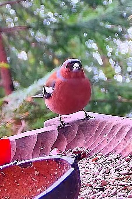 livebirdspoland_858065b40071c204452ebf9d29e6ccdc.jpg
