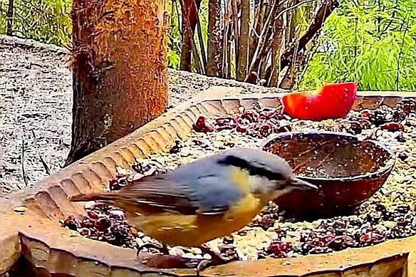 livebirdspoland_f474ffa67d6d2711ca37c2043da9eb44.jpg