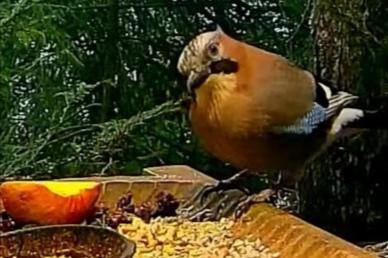livebirdspoland_b5c653ae103c93588ec97d4feb7d1262.jpg