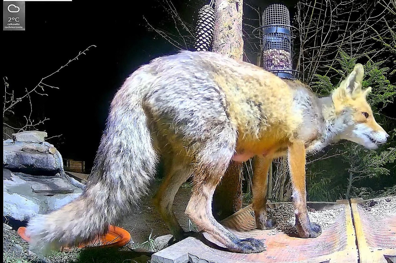livebirdspoland_79b7f5d2e2924a03ed45b4f656cb0392.jpg