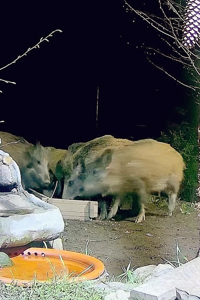 livebirdspoland_c25764eef6cc5c730d7ae3e530619d48.jpg