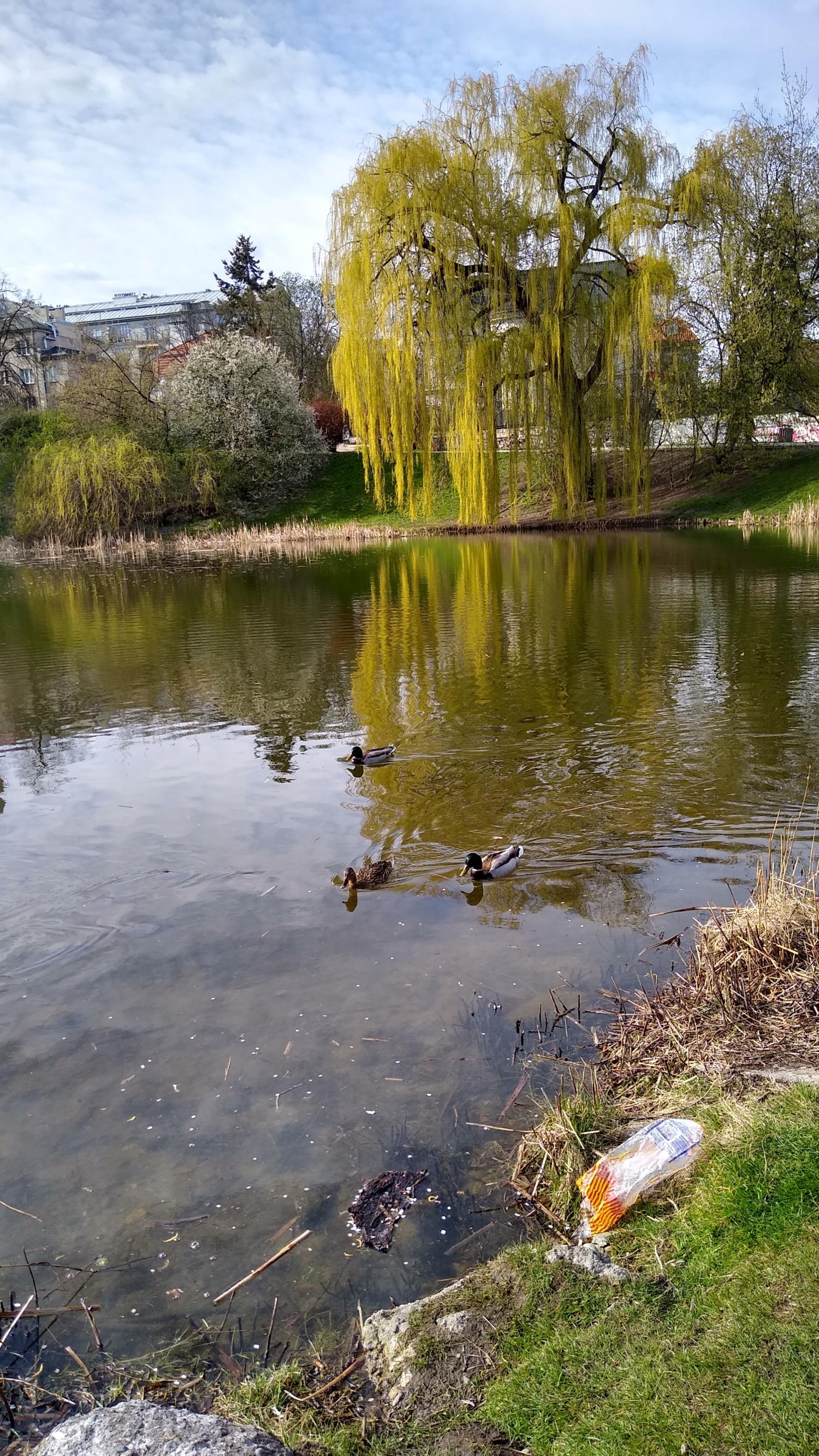 livebirdspoland_5f74af037cad48da67aa08639725679e.jpg