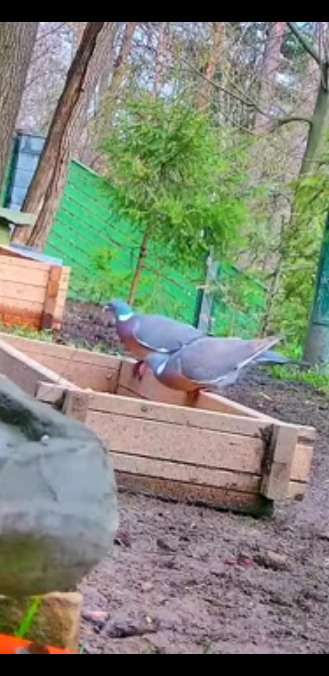 livebirdspoland_072ced0964f510be6fe09ece20c45684.jpg