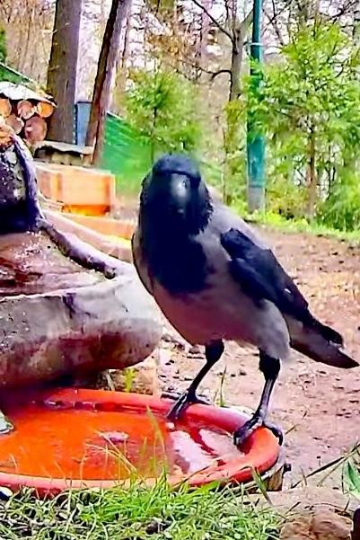 livebirdspoland_0ce0a6ec00fd62323122341287c025d6.jpg