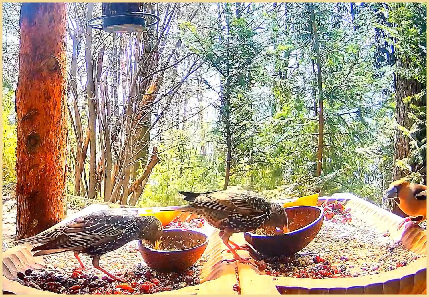 livebirdspoland_cec2957ca9d88fff3ed4fc7cf1e33bb5.jpg