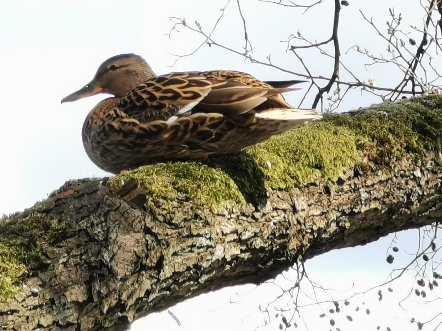 livebirdspoland_ab529e582ca96abd3c1e3411bd3f66f9.jpg