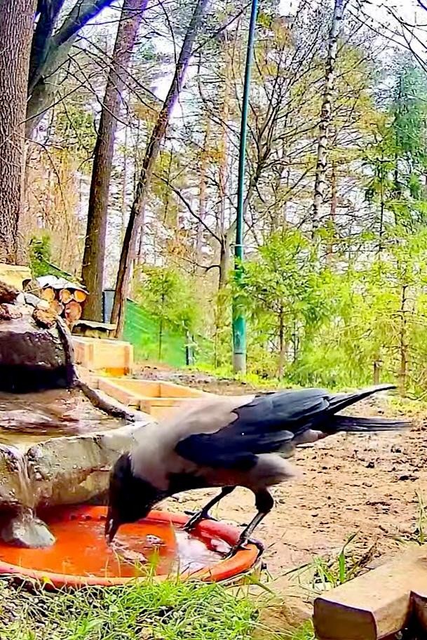 livebirdspoland_1bcc574657bc4cd05b0ab9dfdec17841.jpg