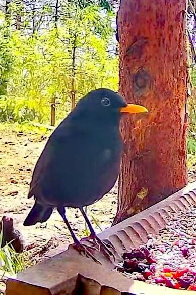 livebirdspoland_f84b6f36c8e3c8508ae0fbf265ea2c05.jpg
