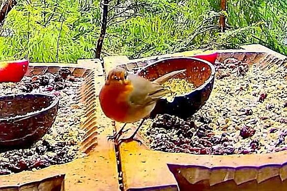 livebirdspoland_31285cc5f634910c7b92e576cc3dbb6c.jpg