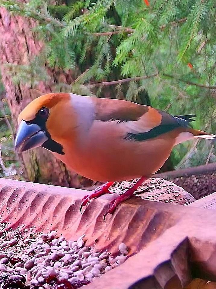 livebirdspoland_8bd1283bdc480d2ad98077c57e83c3d1.jpg
