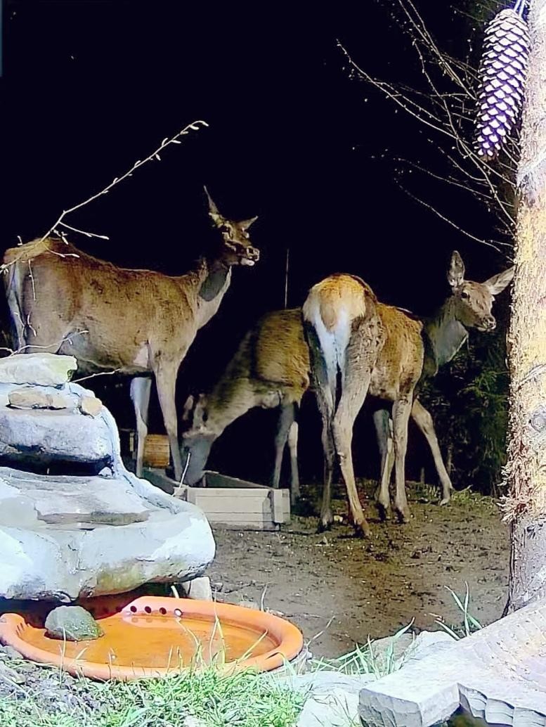livebirdspoland_80b5585f537c088162ec776dcf60b7f9.jpg