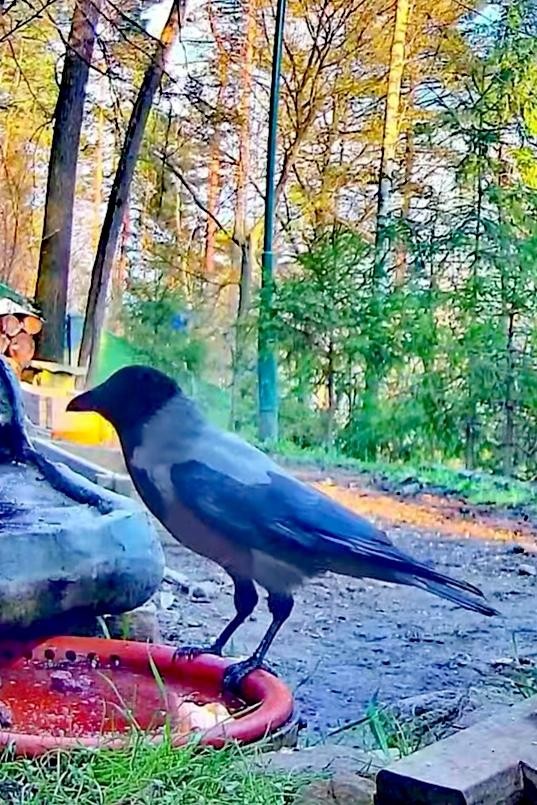 livebirdspoland_515739adc0848d09509c8fb05a6a70a5.jpg