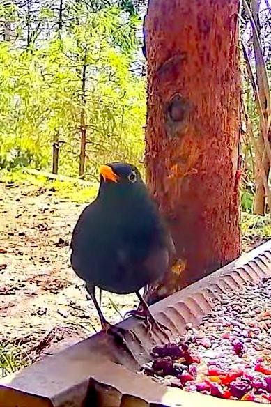 livebirdspoland_fb4e166b31f0382be6b7536f0ebcc491.jpg